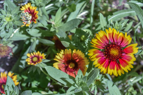 GAILLARDIA, NORD AMERICA, ASTERACEAE - 3519