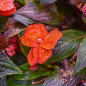 IMPATIENS, BALSAMINACEAE, NUOVA GUINEA - 2386