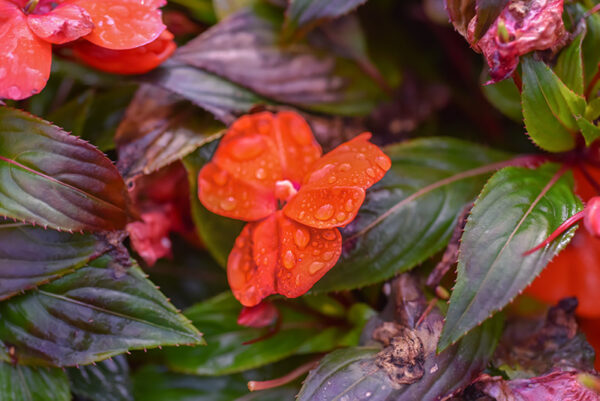 IMPATIENS, BALSAMINACEAE, NUOVA GUINEA - 2386