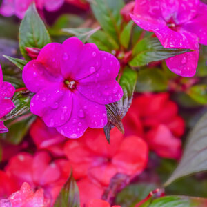 IMPATIENS, BALSAMINACEAE, NUOVA GUINEA - 2387
