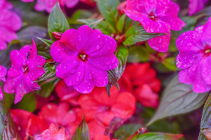 IMPATIENS, BALSAMINACEAE, NUOVA GUINEA - 2387 - immagine 1