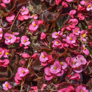 BEGONIA SEMPERFLORENS, BEGONIACEAE - 1585