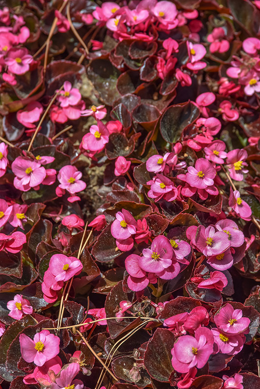 BEGONIA SEMPERFLORENS, BEGONIACEAE - 1585
