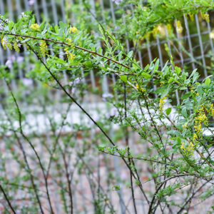 BERBERIS WALLICHIANA, BERBERIDACEAE. REGIONE HIMALAYANE - 0326