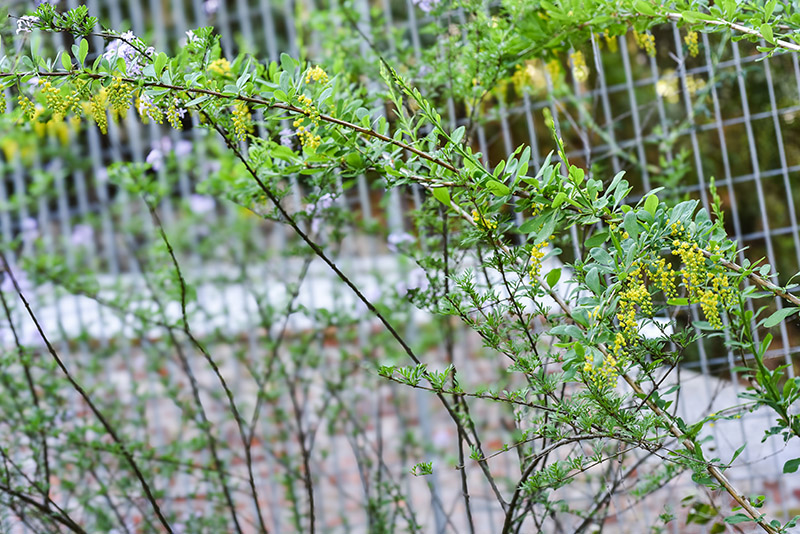 BERBERIS WALLICHIANA, BERBERIDACEAE. REGIONE HIMALAYANE - 0326 - immagine 1