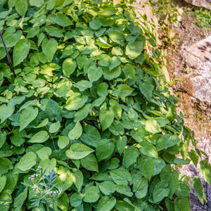 EPIMEDIUM ALPINUM, L, BERBERIDACEAE, EUROPA CENTRALE E MERIDIONALE - 1648