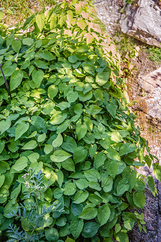 EPIMEDIUM ALPINUM, L, BERBERIDACEAE, EUROPA CENTRALE E MERIDIONALE - 1648