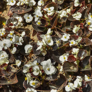 BEGONIA SEMPERFLORENS, BEGONIACEAE - 1586