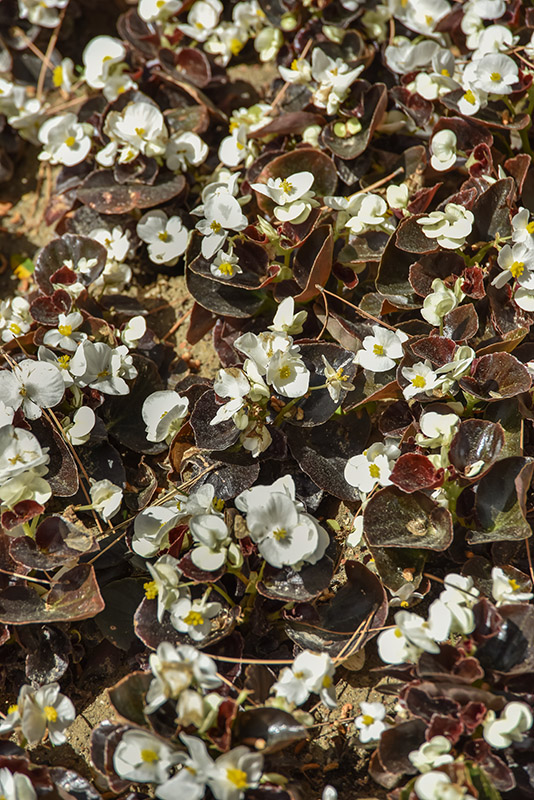 BEGONIA SEMPERFLORENS, BEGONIACEAE - 1586