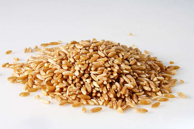 GRANO KAMUT -  3089 - immagine 1