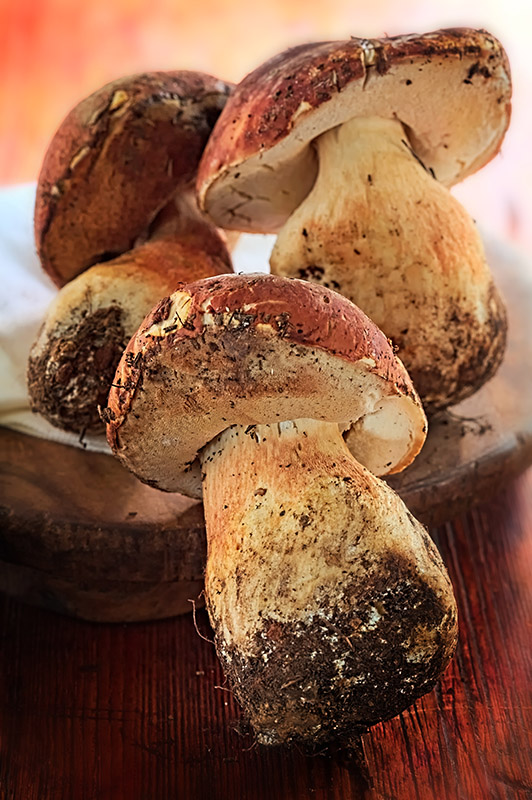 PORCINI - 0853