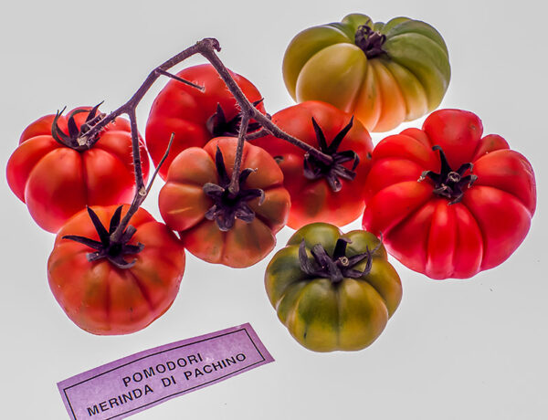 POMODORI MERINDA DI PACHINO - S0102862