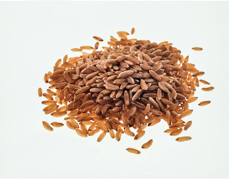 GRANO KAMUT - S01031687 - immagine 1