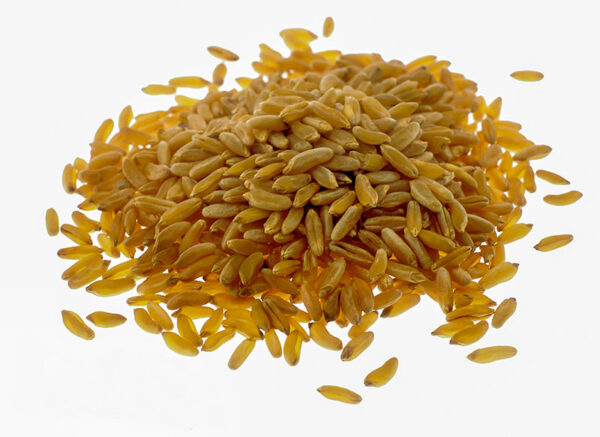 GRANO KAMUT - S01031688