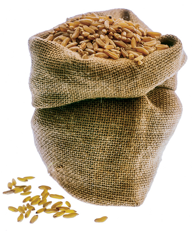 GRANO KAMUT - S01031689 - immagine 1