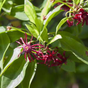 ILLICIUM FLORIDANUM, ANICE DELLA FLORIDA, SCHISANDRACEAE - 5317