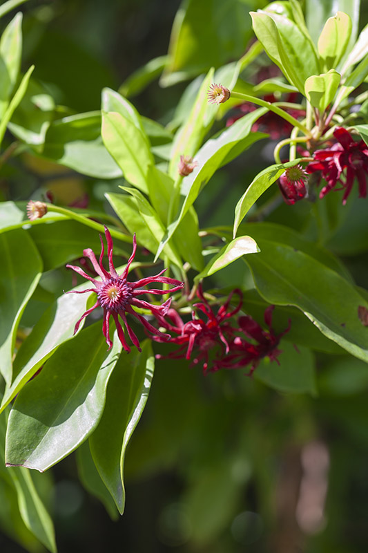ILLICIUM FLORIDANUM, ANICE DELLA FLORIDA, SCHISANDRACEAE - 5317