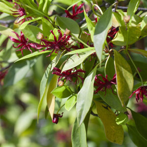ILLICIUM FLORIDANUM, ANICE DELLA FLORIDA, SCHISANDRACEAE - 5319