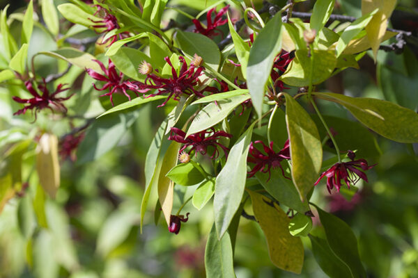 ILLICIUM FLORIDANUM, ANICE DELLA FLORIDA, SCHISANDRACEAE - 5319