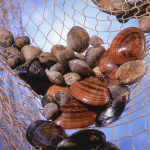 STILL LIFE FRUTTI DI MARE - S079801