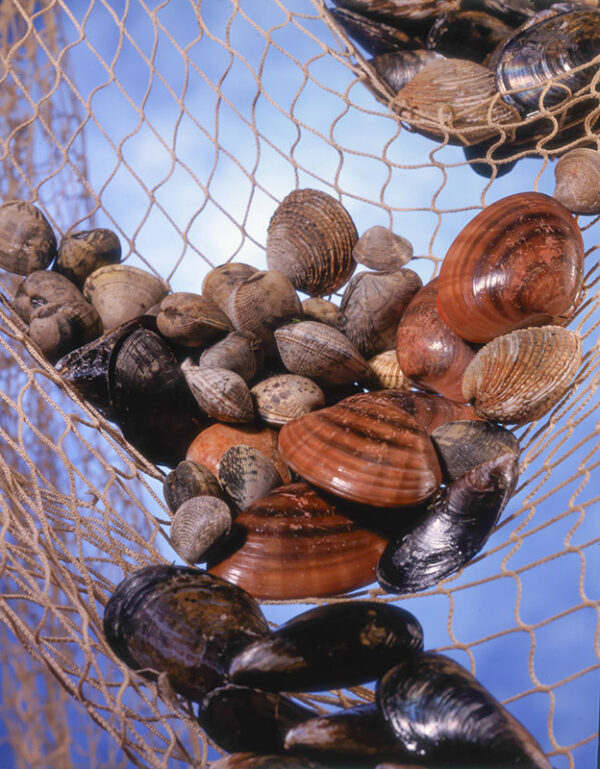 STILL LIFE FRUTTI DI MARE - S079801