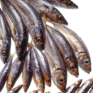 SGOMBRI SARDE ALICI - S55940 - 132