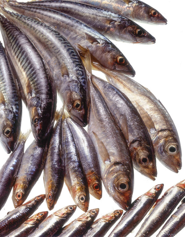 SGOMBRI SARDE ALICI - S55940 - 132