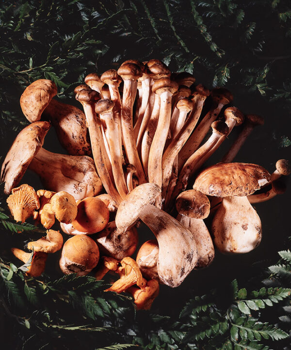 VARIETÀ DI FUNGHI - 9437