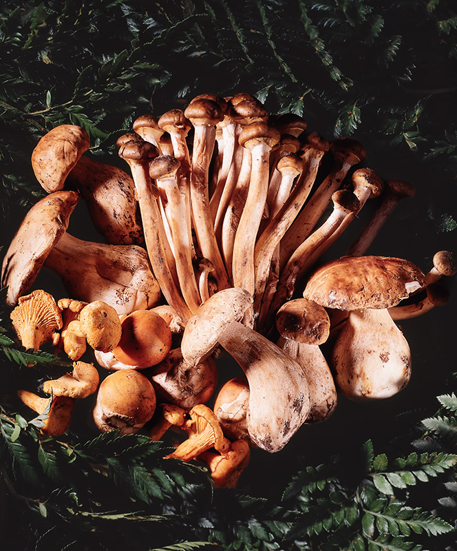 VARIETÀ DI FUNGHI - 9437 - immagine 1