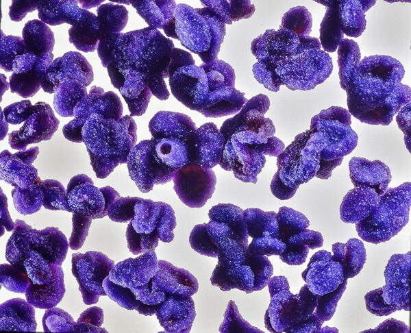 VIOLETTE CANDITE - S100910 - 4550
